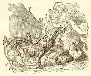 Дворовый петух и флюгерный (Сказка Андерсена), рис.2