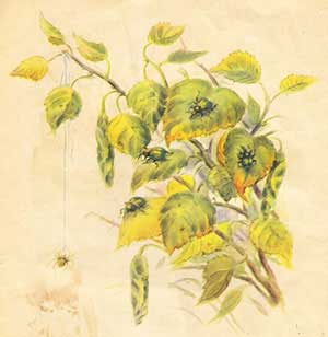 Паучок-пилот (Сказка Бианки В.В.), рис.11