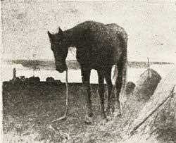 Сорочинская ярмарка - Вечера на хуторе близ Диканьки (Сказка Гоголя), рис.2