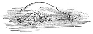 Почему кит ест только мелких рыбок (Сказка Киплинга Р.Д.), рис.4