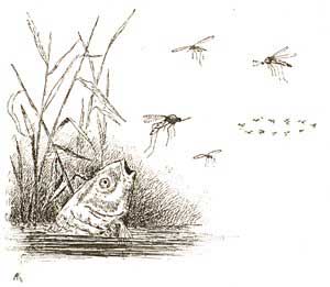 Сказочка про Козявочку (Сказка Мамина-Сибиряка), рис.4