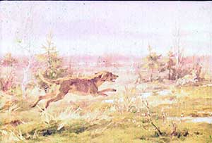 Кладовая солнца - Пришвин, рис.17