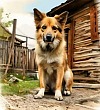 Дружище Тобик Дружище Тобик - Паустовский, картинка