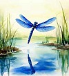 Голубая стрекоза Голубая стрекоза - Пришвин
