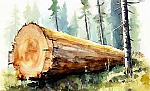 Лесной доктор - Пришвин