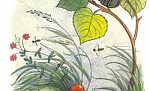 Под грибом (Сказка Сутеева В.Г.), картинка