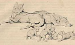 Братья Маугли - Сказка Киплинга, картинка