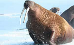 Морж (Стихи Бориса Заходера), картинка