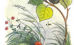 Под грибом (Сказка Сутеева В.Г.), картинка