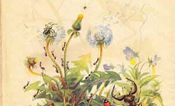 Паучок-пилот (Сказка Бианки В.В.), картинка