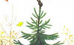 Яблоко (Сказка Сутеева В.Г.), картинка