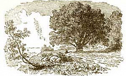 Последний сон старого дуба (Сказка Андерсена), картинка