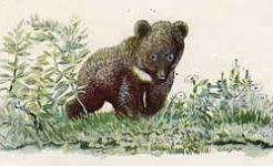 Мишка башка (Сказка Бианки В.В.), картинка