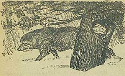 Заяц (Сказка Толстого А.Н.), картинка