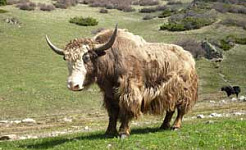 Як (Стихи Бориса Заходера), картинка