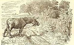 Судьба репейника (Сказка Андерсена), картинка