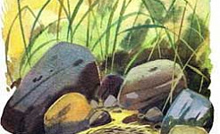 Подкидыш (Сказка Бианки В.В.), картинка