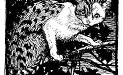 Лис и кошка - Гримм, картинка