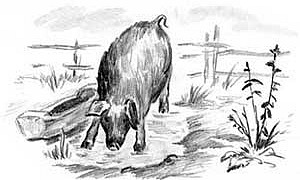 Хавронья Хавронья - Ушинский К.Д.