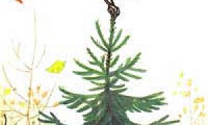 Яблоко Яблоко (Сказка Сутеева В.Г.), картинка