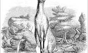 Олень Олень (Сказка Толстого Л.Н.), картинка