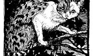 Лис и кошка Лис и кошка - Гримм, картинка