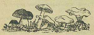 Грибы - Толстой А.Н., рис.3