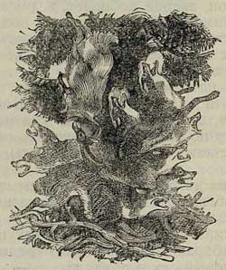 Кот - серый лоб, козел да баран - Толстой А.Н., рис.3